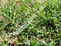 Polygonum aviculare L. (Polygonum aviculare subsp. aviculare, Polygonum aviculare agg.)