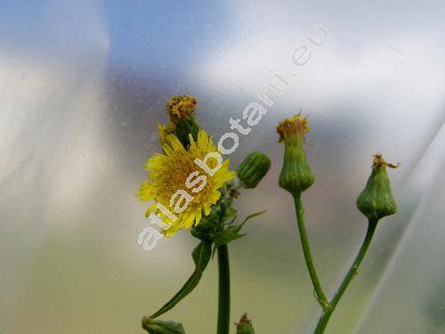 Sonchus asper (L.) Hill