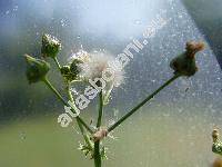 Sonchus asper (L.) Hill