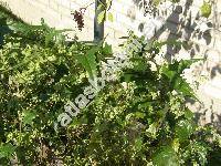 Atriplex sagittata Borkh. (Atriplex acuminata W. et K., Atriplex hortensis, Atriplex nitens Schk.)