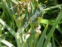 Iris halophila Pallas (Iris orientalis Mill.)