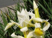 Iris halophila Pallas (Iris orientalis Mill.)