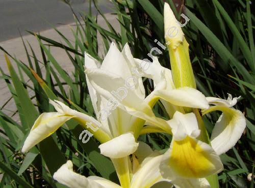 Iris halophila Pallas (Iris orientalis Mill.)