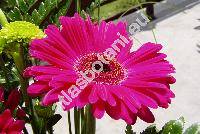 Gerbera x hybrida