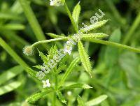 Galium aparine L.