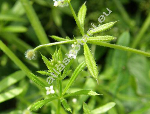 Galium aparine L.