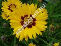 Coreopsis basalis Blake (Coreopsis drummondii Torr. et Gray)