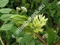 Astragalus glycyphyllos L. (Hedyphylla vulgaris Stev.)