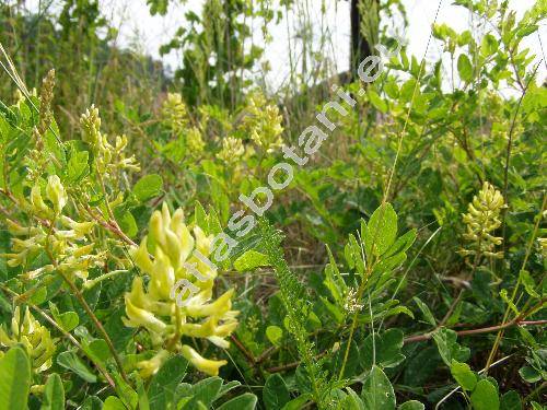 Astragalus glycyphyllos L. (Hedyphylla vulgaris Stev.)