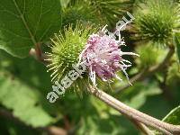 Arctium minus (Hill) Bernh. (Lappa minor Hill, Lappa bardana Moench subsp. minor (Hill) elak.,)