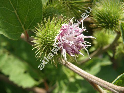 Arctium minus (Hill) Bernh. (Lappa minor Hill, Lappa bardana Moench subsp. minor (Hill) elak.,)