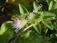 Arctium minus (Hill) Bernh. (Lappa minor Hill, Lappa bardana Moench subsp. minor (Hill) elak.,)