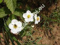 Fragaria viridis (Duchesne) Weston (Fragaria collina Ehrh., Fragaria campestris Steven)