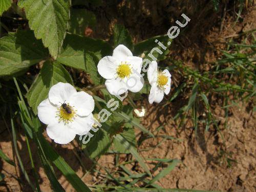 Fragaria viridis (Duchesne) Weston (Fragaria collina Ehrh., Fragaria campestris Steven)