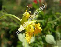 Tropaeolum peregrinum