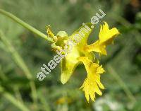 Tropaeolum peregrinum