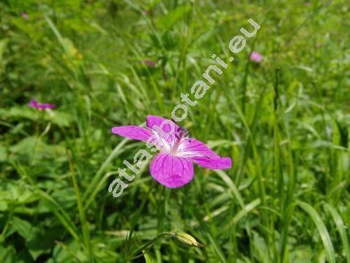 Geranium palustre L.