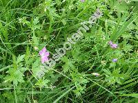 Geranium palustre L.