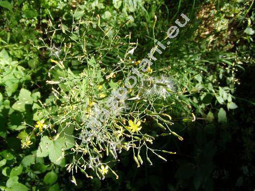 Mycelis muralis (L.) Dum. (Prenanthes muralis L., Lactuca muralis (L.) Gaert., Chondrilla muralis (L.) Lam., Cicerbita muralis (L.) Wallr.)