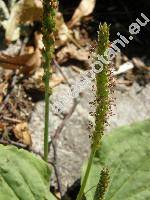 Plantago major L.