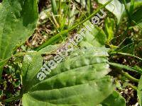 Plantago major L.