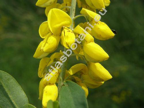 Cytisus nigricans L. (Lembotropis nigricans (L.) Griseb., Cytisus virgatus Salisb., Genista nigricans (L.) Scheele, Cytisus unibracteatus L.)