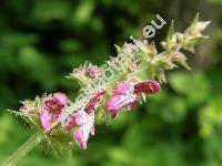 Stachys sylvatica L. (Stachys canescens Muss. ex Spreng., Stachys setifera Schur)