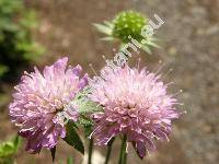 Knautia drymeia Heuffel (Knautia sylvatica, Scabiosa pannonica Jacq., Scabiosa sylvatica L.)