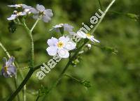 Myosotis palustris (L.) L. (Myosotis scorpioides var. palustris L., Myosotis radicans Opiz)