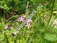 Centaurium erythraea Rafn. (Centaurium minus Gars., Centaurium umbellatum Gilib., Gentiana centaurium L.)