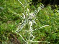 Gnaphalium sylvaticum L. (Omalotheca sylvatica (L.) Schultz-Bip. et F. W. Schultz)