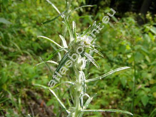 Gnaphalium sylvaticum L. (Omalotheca sylvatica (L.) Schultz-Bip. et F. W. Schultz)