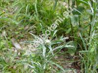 Gnaphalium sylvaticum L. (Omalotheca sylvatica (L.) Schultz-Bip. et F. W. Schultz)