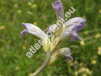 Orobanche caerulescens Steph. (Phelipanche, Orobanche coerulescens Steph.)