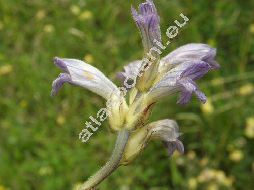 Orobanche caerulescens Steph. (Phelipanche, Orobanche coerulescens Steph.)