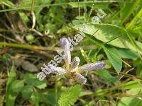 Orobanche caerulescens Steph. (Phelipanche, Orobanche coerulescens Steph.)