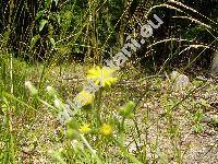 Senecio jacobaea L. (Jacobaea vulgaris Moench)