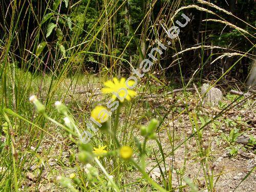 Senecio jacobaea L. (Jacobaea vulgaris Moench)