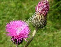 Cirsium rivulare (Jacq.) All. (Carduus rivularis Jacq., Cnicus rivularis (Jacq.) Willd, Cirsium salisburgense)