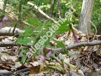 Prenanthes purpurea L. (Chondrilla  purpurea (L.) Lam.)