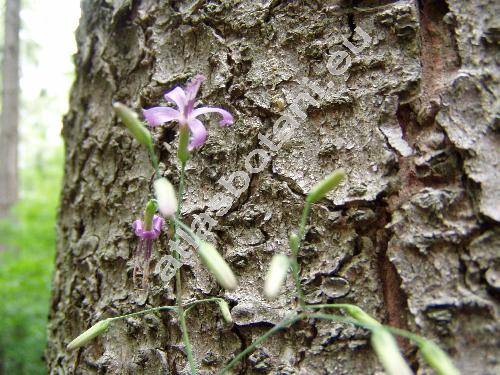 Prenanthes purpurea L. (Chondrilla  purpurea (L.) Lam.)