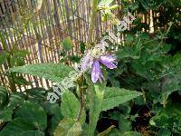 Campanula trachelium L. (Campanula urticifolia Schmidt, Tracheliopsis vulgaris Opiz)