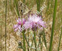 Centaurea stoebe L. (Acosta rhenana (Bor.) Sojk, Centaurea rhenana Bor.)