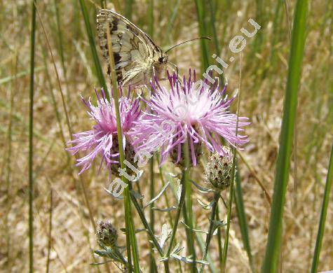 Centaurea stoebe L. (Acosta rhenana (Bor.) Sojk, Centaurea rhenana Bor.)