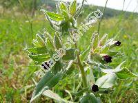 Nonea pulla (L.) DC. (Anchusa pulla (L.) Bieb., Lycopsis pulla L., Anchusa licopsipula Tard.)