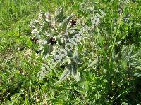 Nonea pulla (L.) DC. (Anchusa pulla (L.) Bieb., Lycopsis pulla L., Anchusa licopsipula Tard.)