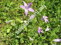 Campanula patula L.