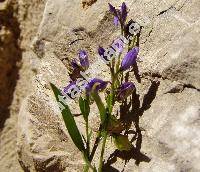 Polygala vulgaris L. (Polygala vulgaris agg.)