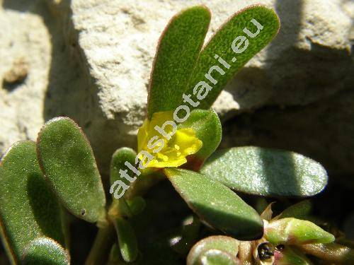 Portulaca oleracea L. subsp. oleracea