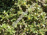 Portulaca oleracea L. subsp. oleracea